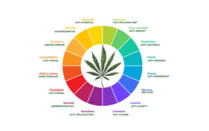 CBD - Was sind Terpene Grafik