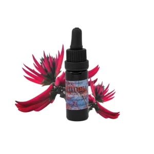 Schwarze Tropfflasche mit der Aufschrift 'Mulungu Flüssigextrakt', platziert vor blühenden roten Mulungu-Blüten (Erythrina mulungu) mit spitzen, strahlenförmigen Blütenblättern auf weißem Hintergrund.