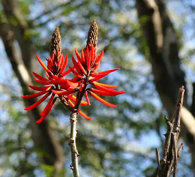 Zwei leuchtend rote Mulungu-Blüten an einem Ast vor grünem Hintergrund – typische Erscheinung der südamerikanischen Heilpflanze, die traditionell vielfältig verwendet wird