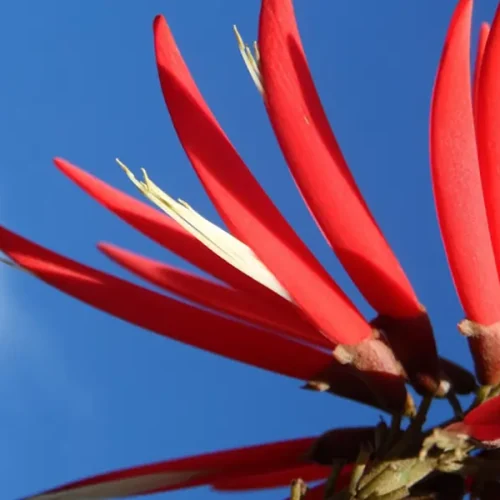 Nahaufnahme leuchtend roter Mulungu-Blüten vor strahlend blauem Himmel – auffällige, exotische Pflanze aus Südamerika, die traditionell in Kräuteranwendungen genutzt wird.“
